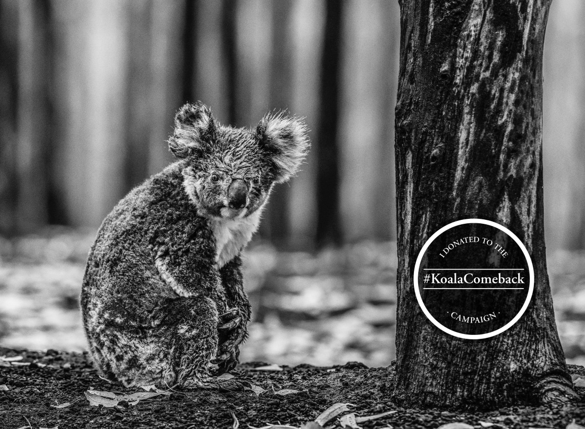 Mehr über den Artikel erfahren Spendenaktion „Koala“
