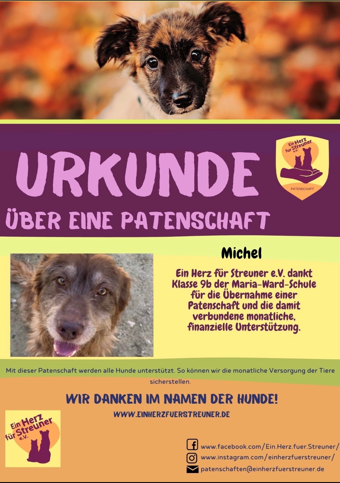 Mehr über den Artikel erfahren Unsere Schülerinnen übernehmen Patenschaften für Hunde